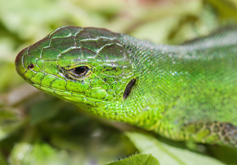 frontal portrait of green lizard