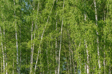 Fototapeta premium Brzozowego drzewa lasu tło.
