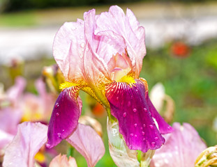 violet iris flower