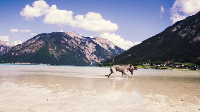 Large dogs run along the beach and water, against the backdrop of beautiful mountains. Irish Wolfhound. The pedigree greyhound.  