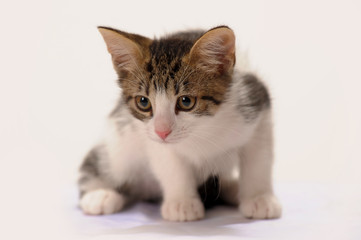 white with gray spots kitten on white background