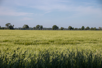 Obraz premium Landscape lakes grain fields