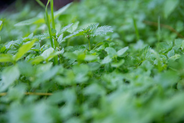Close-up of grasses for background