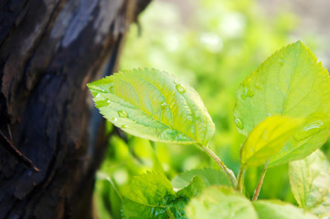 a wet leaf of a fruit tree in the morning