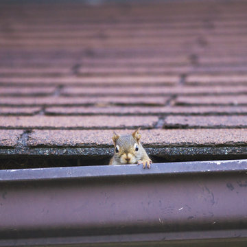 Pesky red squirrel making nest in roof; red squirrel peaking out of nest behind evestrough