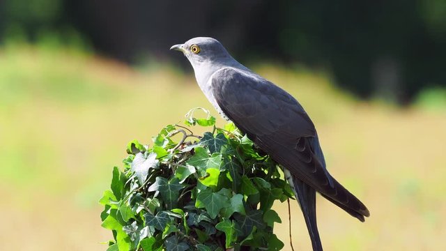 Cuckoo ( Cuculus canorus ) sitting on a post