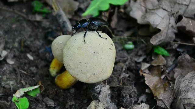 Lucanus cervus, beetle, female, Xerocomus, mushroom