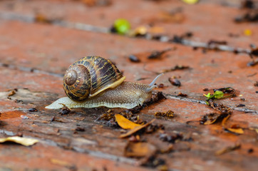 Close up snail on wet wood after rain.
