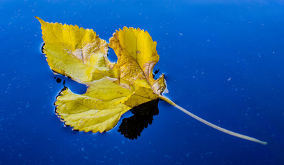 Close-up of leaf on a puddle of water