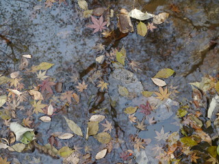 水面と落葉