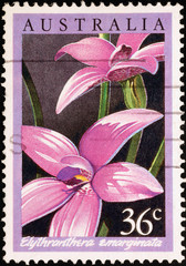 Beautiful orchid on australian postage stamp