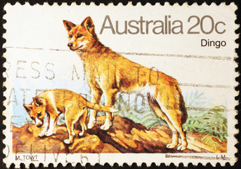 Dingos on australian postage stamp