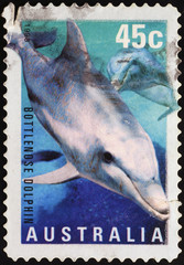 Obraz premium Dolphins on australian postage stamp