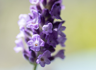 Fototapeta na wymiar blooming lavender