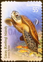 Green turtle on australian postage stamp