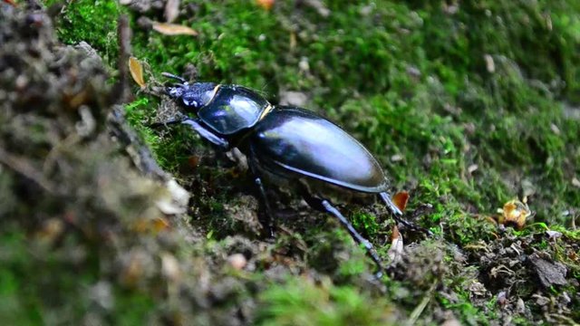 Lucanus cervus, beetle, female, ants