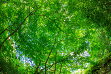 魚眼モミジ新緑