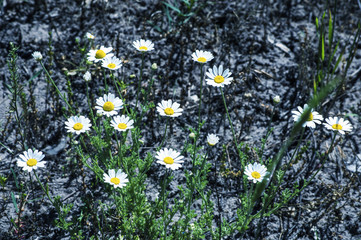 дикая ромашка в зеленой траве