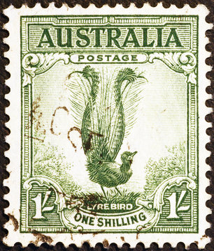 Lyrebird on vintage australian postage stamp
