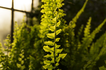 leaf fern in evening light on a blurred background of a greenhouse interior