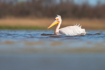 Great white pelican (Pelecanus onocrotalus)