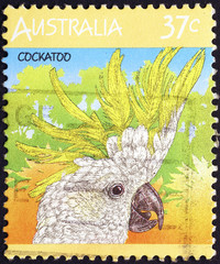 Sulphur-crested cockatoo on postage stamp of Australia