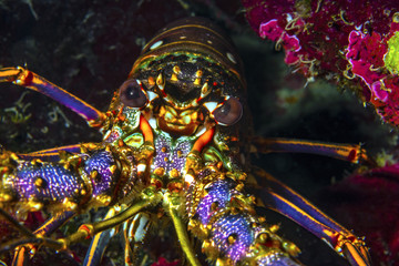 Caribbean Spiny Lobster