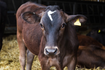 Calf in cow shed on farm looking straight ahead.