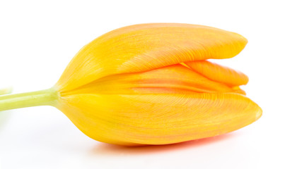 Tulpe Nahaufnahme