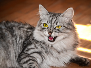 Naklejka na ściany i meble The grey striped cat. Green eyes, carrot nose.
