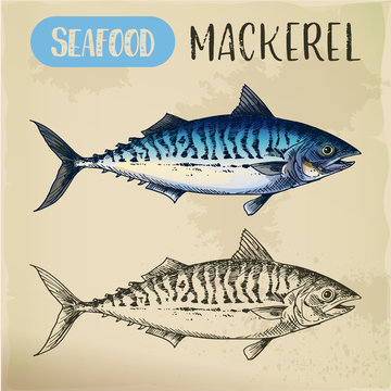Mackerel hand drawn signboard for fish store