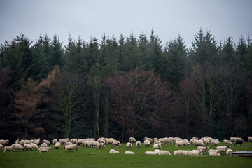 Fototapeta premium A herd of sheep in a field
