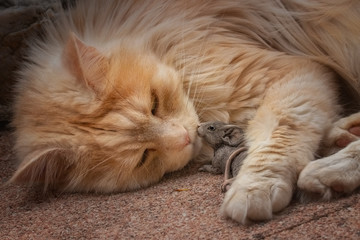 Maine Coon Katze umarmt eine Maus 