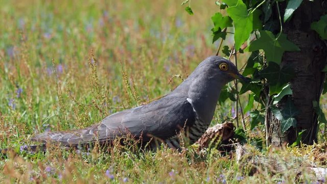 Cuckoo ( Cuculus canorus ) feeding on the ground