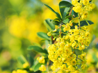 Green leaves and yellow flowers of Mahonia Aquifolium, close-up. Flowering plant, family Berberidaceae. Yellow spring floral background. Sunlight