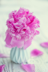 Beautiful pale pink peonies bouquet in vase over white table background.