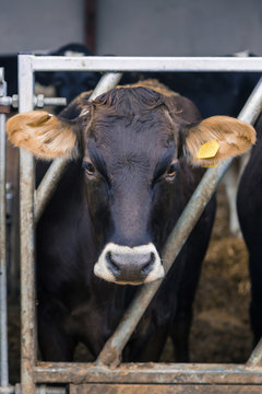 Dairy cow standing in a barn looking at camera
