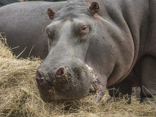 portrait of a hippopotamus eating straw