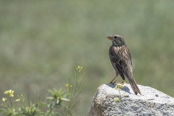 Çayır incirkuşu » Meadow Pipit » Anthus pratensis