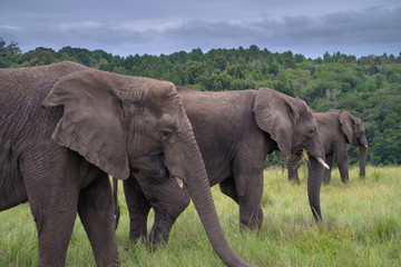 Naklejka na ściany i meble Elephants in the Knysna Elephant Park, Sout Africa