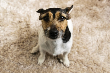 Look into my eyes - you want to walk me....now!