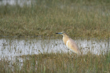 Alaca balıkçıl » Squacco Heron » Ardeola ralloides