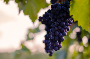 ripe grape in vineyard