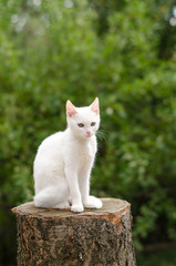 Naklejka na ściany i meble white cat