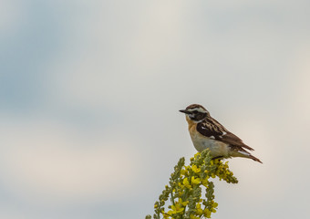 Bird of Goldfinch sits on a yellow flower