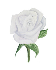Snow-white, stylized, watercolor rose. Flower for compositions associated with festive events.