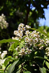 many small white flowers of the Photinia davidiana (Rosaceae), origin is west china