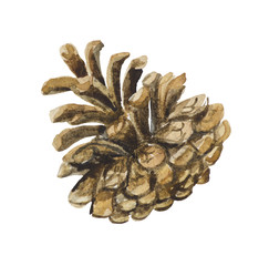 Watercolor cedar cone close-up. Detailed picture drawn by hand.
