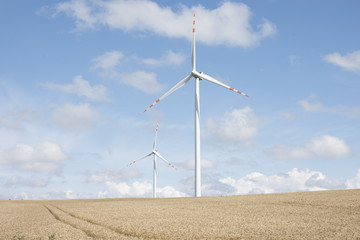 Wiatrak w zbożu © piotr