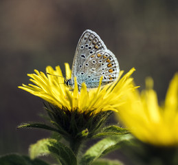 blue butterfly on yellow flower